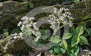 Three-Tooth Cinquefoil Ã¢â¬â Sibbaldiopsis tridentata photo